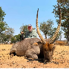 <p>A Historic Return to Angola: Legal, Regulated Hunting Returns After 18 Years</p>