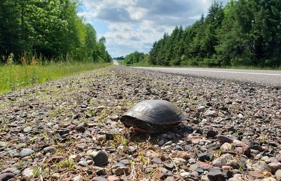A turtle sits on a gravel-covered area beside a highway.