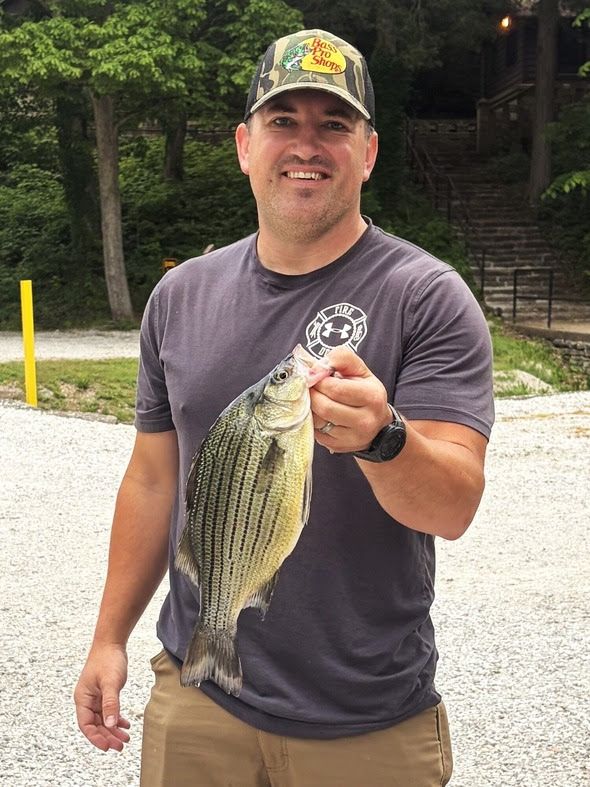 Yellow bass