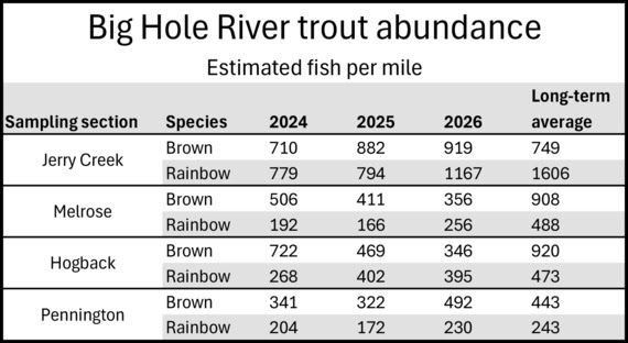Big Hole River trout abundance