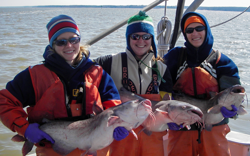 Batten School & VIMS scientists holding specimens of blue catfish. From left to right: Laboratory Specialist Aimee Comer, former Lab Specialist Jennifer Conwell and former student Justine Woodward M.S. '09. Photo provided by Mary Fabrizio.