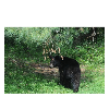 <p>Vermont Bear Hunting Starts in September</p>