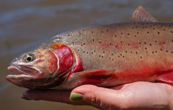 greenback cutthroat trout