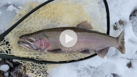A freshly caught Eagle Lake rainbow trout on snow-covered ground in a net.