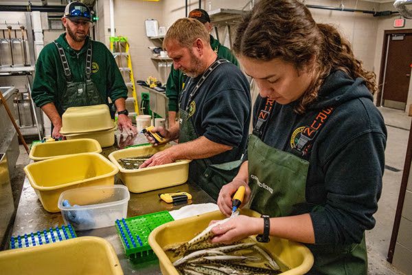 Fisheries staffers work with young muskie at the Thompson State Fish Hatchery in Schoolcraft County.