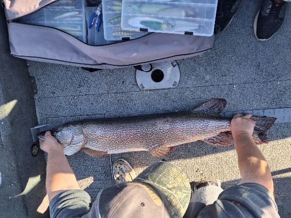 Timothy Hicks measuring his state record Northern Pike on Lake Pend Oreille