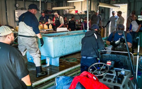 staff and volunteers sort walleye in the boat house