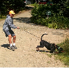 <p>Leashed Tracking Dogs for Recovery of Game</p>