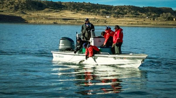Colorado Parks and Wildlife staff and volunteers pull in a gill net of walleye near the Lake Pueblo State Park dam, March 18. Each net is 400 feet long and 6 feet deep. Nets are placed each afternoon and recovered each morning of the spawn. Depending on the size of the day's catch, the effort can require two boats up to three trips each.