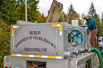 A fisheries staffer prepares to stock a Michigan stream.