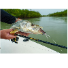 <p>PENN Battalion III Rod Family Brings Purpose-Built Performance to Saltwater Anglers</p>