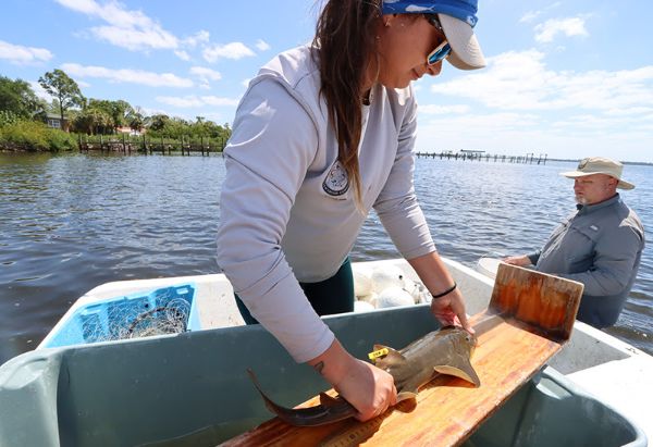 tagging sawfish