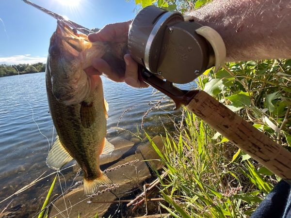 largemouth bass