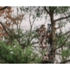 <p>Late-Season Whitetail Perfection: ScentLok's Women's Alpha Elite Jacket and Bib</p>