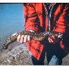 <p>Burbot Anglers, Michigan Tech Wants to Hear from You!</p>