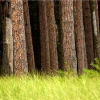 <p>State Forest Management Plan Revisions Open for Public Review</p>