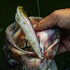 <p>Bill Lewis Introduces Spit Stik</p>