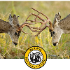<p>Mule Deer Surveys Show Favorable Fawn Recruitment</p>