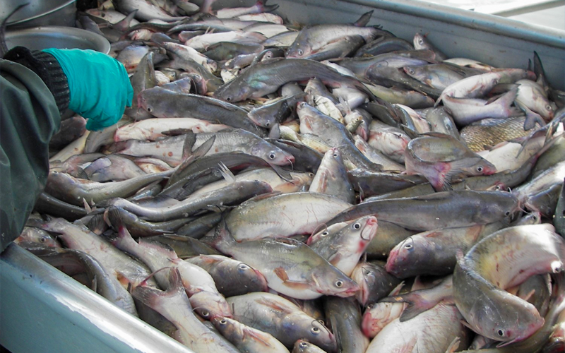 Blue catfish are high in number, but interstate coordination across the entire Chesapeake watershed remains difficult. Photo provided by Mary Fabrizio.