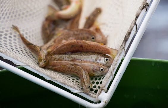 Gila Trout stocking