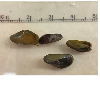 <p>Invasive Golden Mussels Intercepted on Incoming Watercraft at Ashland Inspection Station</p>