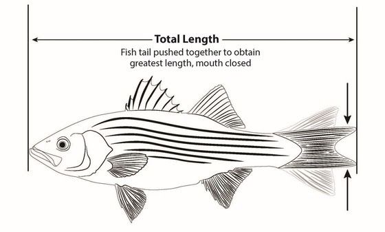 SSP fish
