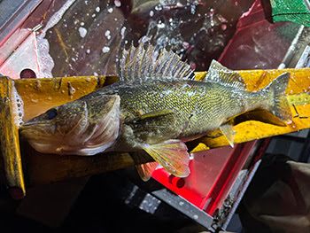 Possession season for walleye on Upper Peninsula inland waters opens Friday, May 15.