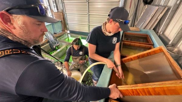 Colorado Parks and Wildlife Aquatic Biologist Carrie Tucker, right, transfers fertilized walleye eggs into a transfer bucket for the trip to the hatchery. She is assisted by Alex Townsend, CPW Aquatic Biologist, left, and Jack Bonner, CPW Seasonal Technician, center. Fertilized eggs must be rinsed, treated to prevent clumping, and allowed to harden for an hour before they can be transferred.