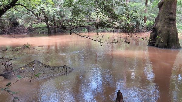 Muddy river with brown tree and green plants in background