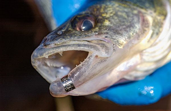 Captured walleye with a jaw tag.