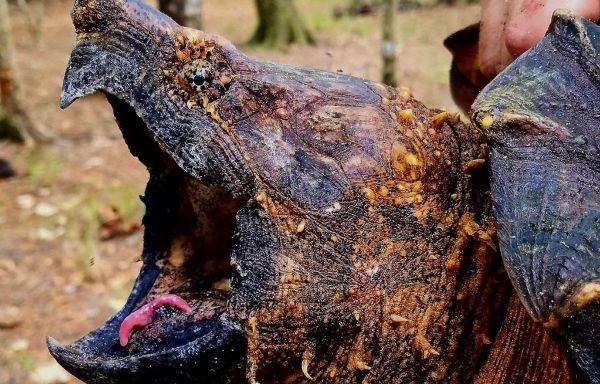 Head of brown, black, yellow-tinted turtle with mouth gaping showing red lure-like appendage