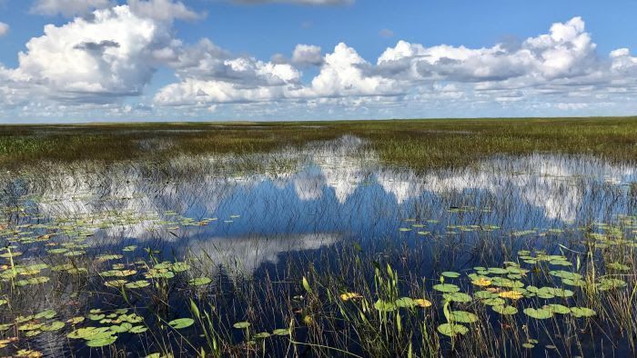 Okeechobee Marsh