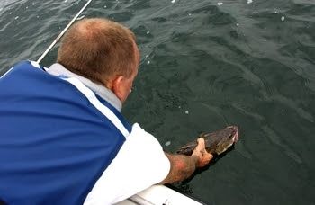 An angler releases a walleye from a boat.