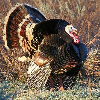 <p>What Hunters Should Know for the 2026 Utah Spring Turkey Hunts</p>
