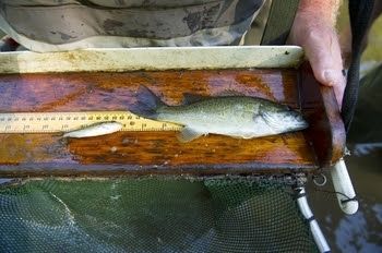 A Department of Natural Resources fisheries biologist measures fish captured during a survey.