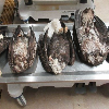 <p>DNR Seeks Tips About Dead Eagles in Delta County</p>