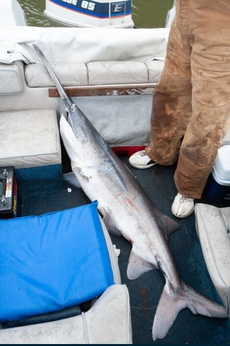 paddlefish