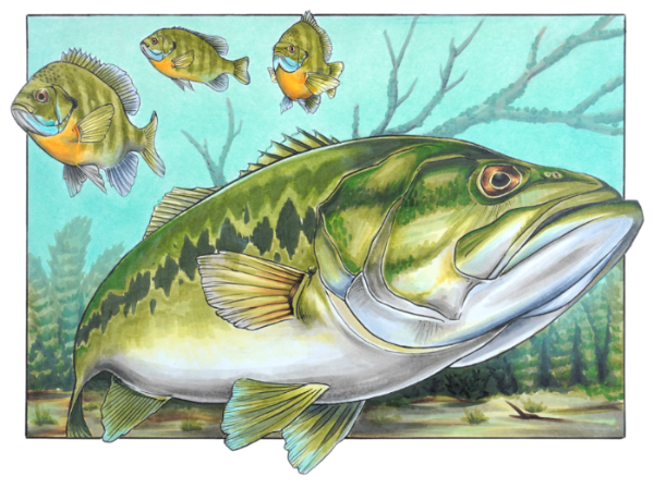 Fish Art Sebastian Romo's award-winning artwork of a Florida bass and bluegill.