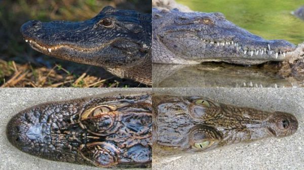 Alligator and crocodile head side by side comparisons