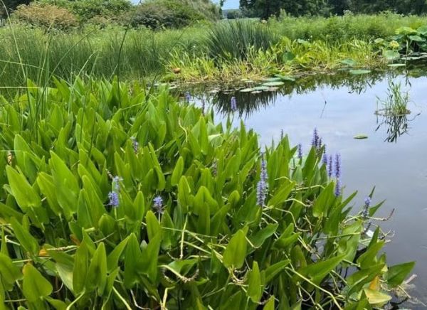 pickerel weed