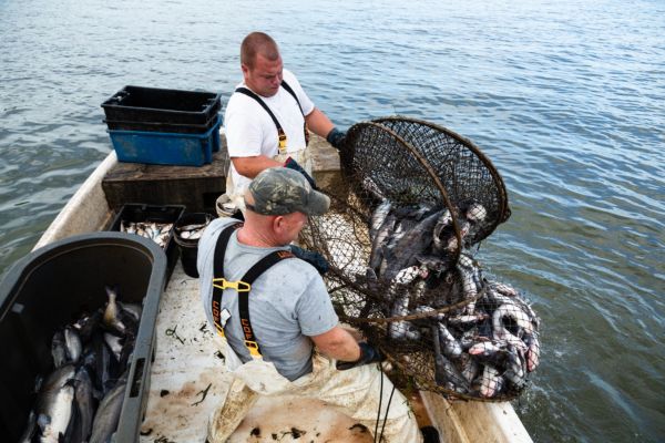 Two fishermen haul a net of fish onboard a boat.