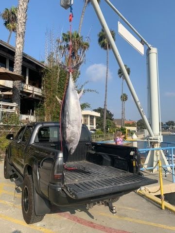 Photo of tuna illegally caught and sold at Venice Restaurant