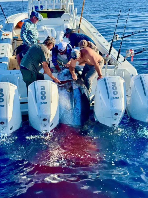 tuna