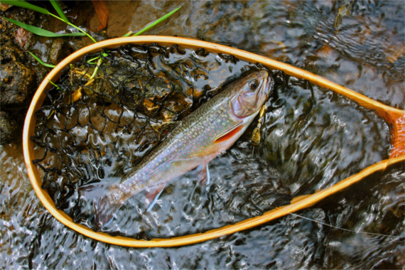 A brook trout with a spinner in its lower lip sits in a net partially submerged in running water. 