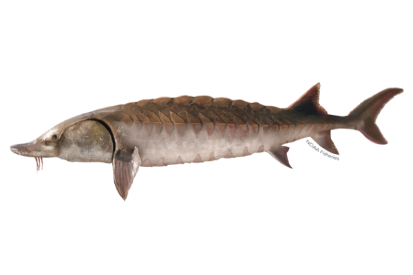 Atlantic Sturgeon