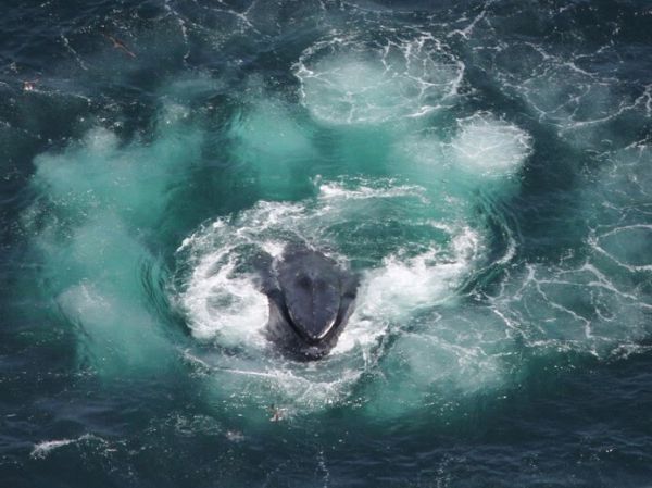 A whale swimming at the surface through a bubble cloud.