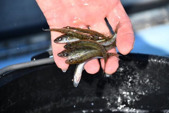 walleye fingerlings in hand