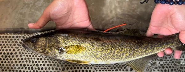 WalleyePicture2