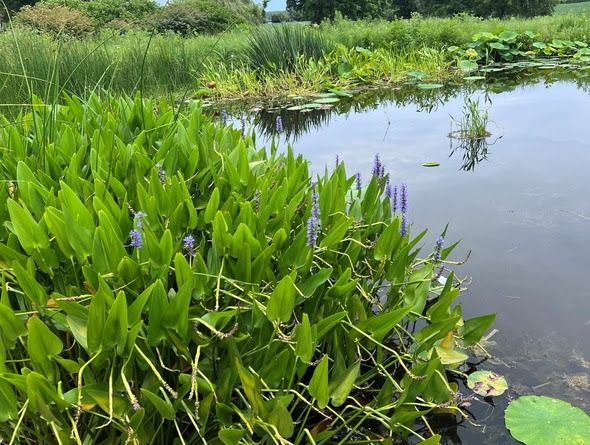 Pickerel weed in a pond