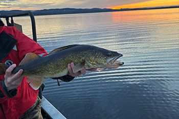 On Lake Independence and Teal Lake, all walleye smaller than 15 inches and between 18 and 23 inches must be released.